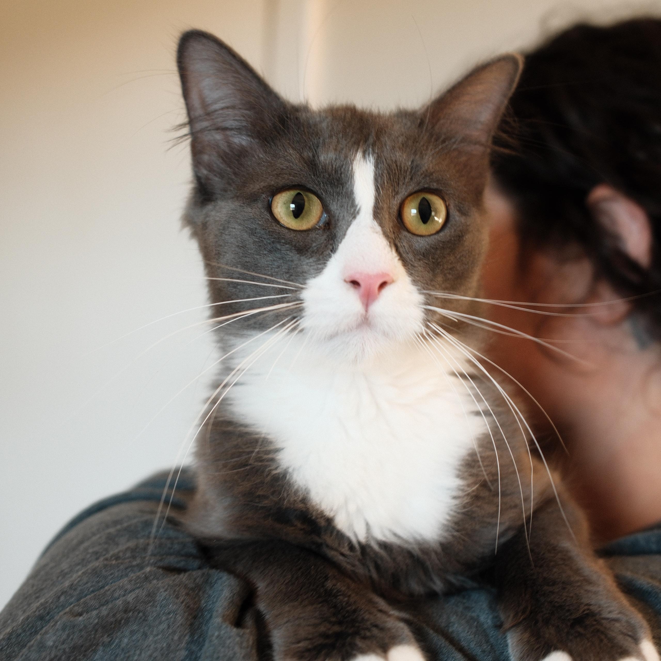 Enlarge Silver, a ADOPTABLE mixed breed in Spring Hill, TN image 2/4