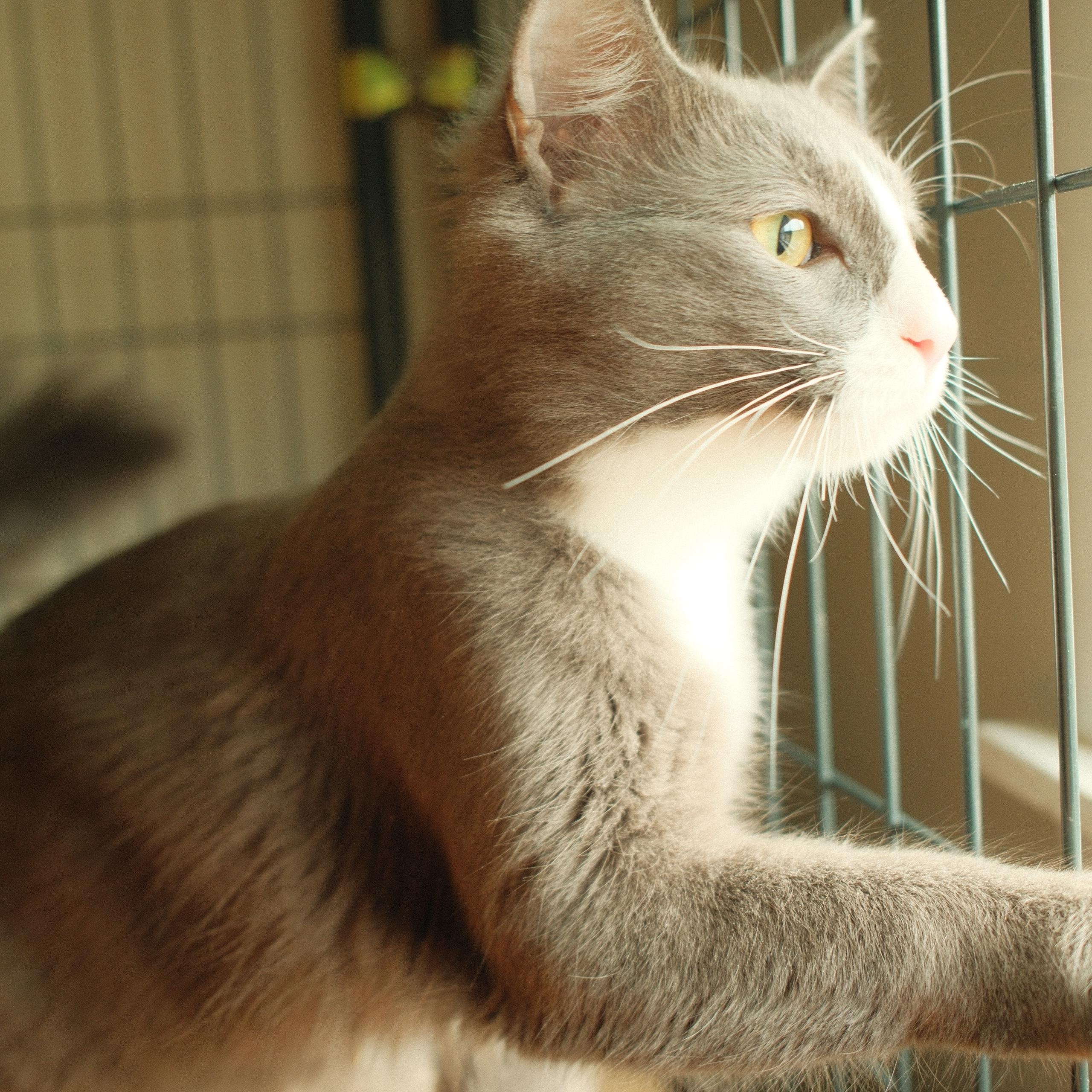 Enlarge Silver, a ADOPTABLE mixed breed in Spring Hill, TN image 3/4