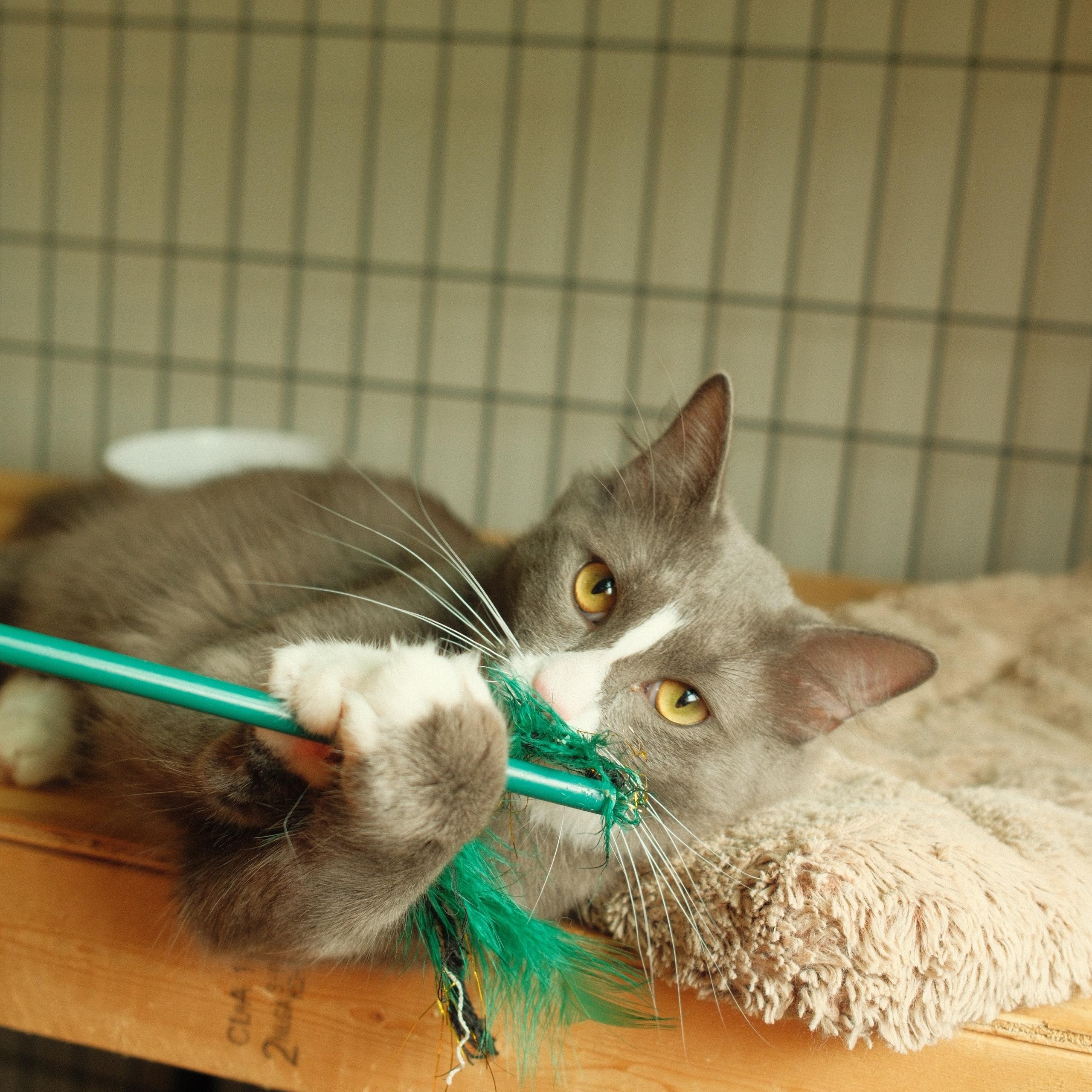 Silver, ADOPTABLE, Young Male Domestic Medium Hair.