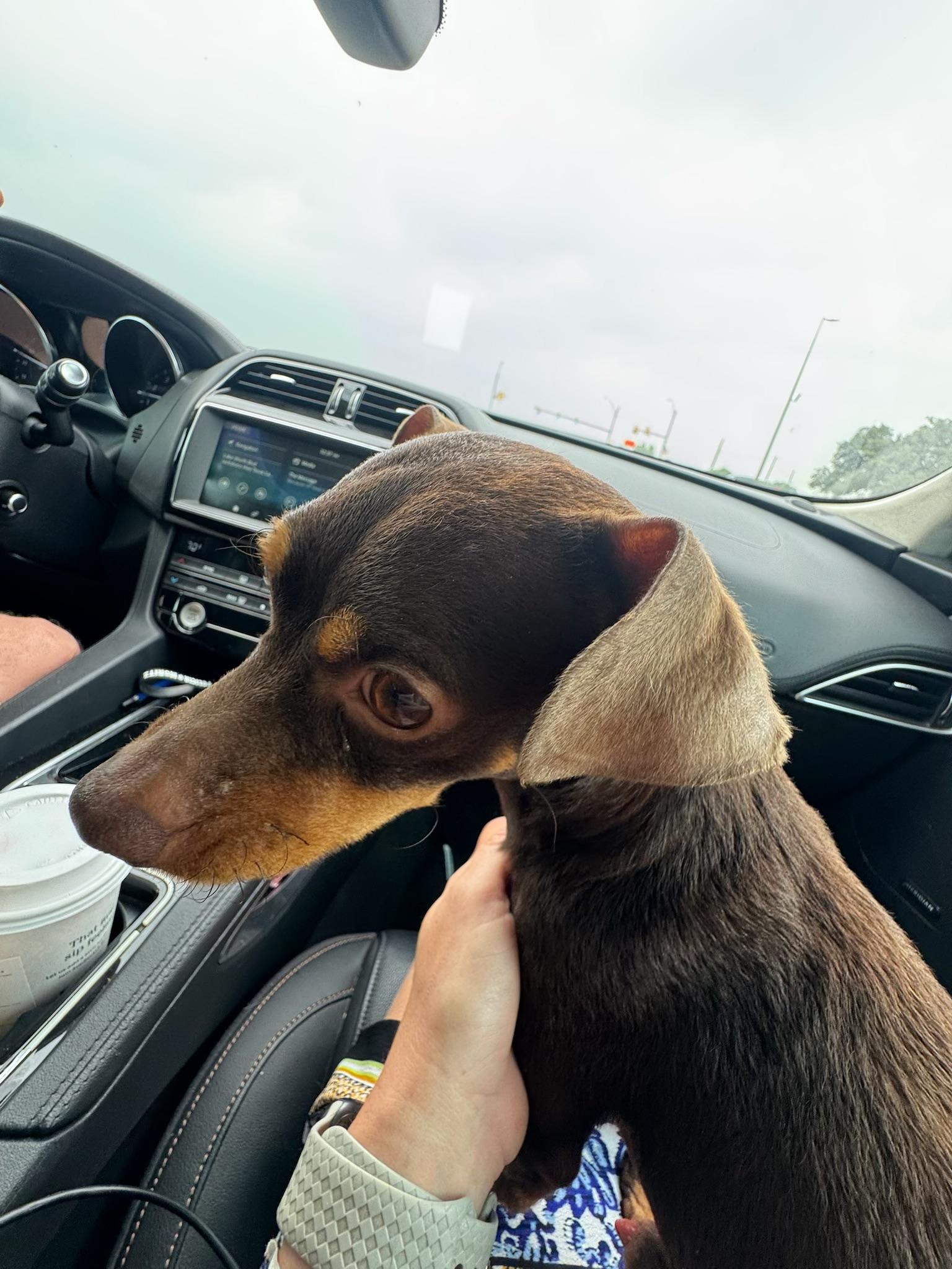 Enlarge Gunner, an adopted Chiweenie in Garland, TX image 3/5