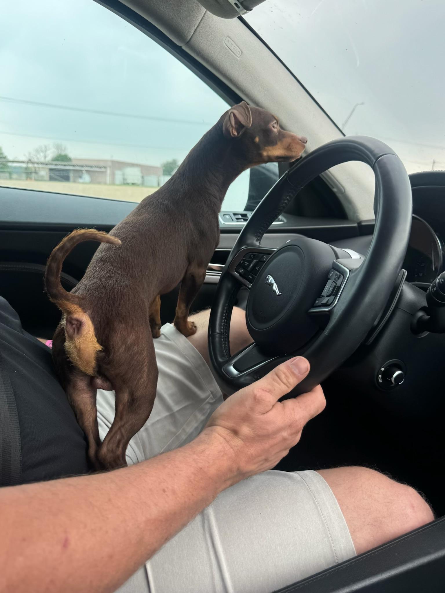 Enlarge Gunner, an adopted Chiweenie in Garland, TX image 4/5