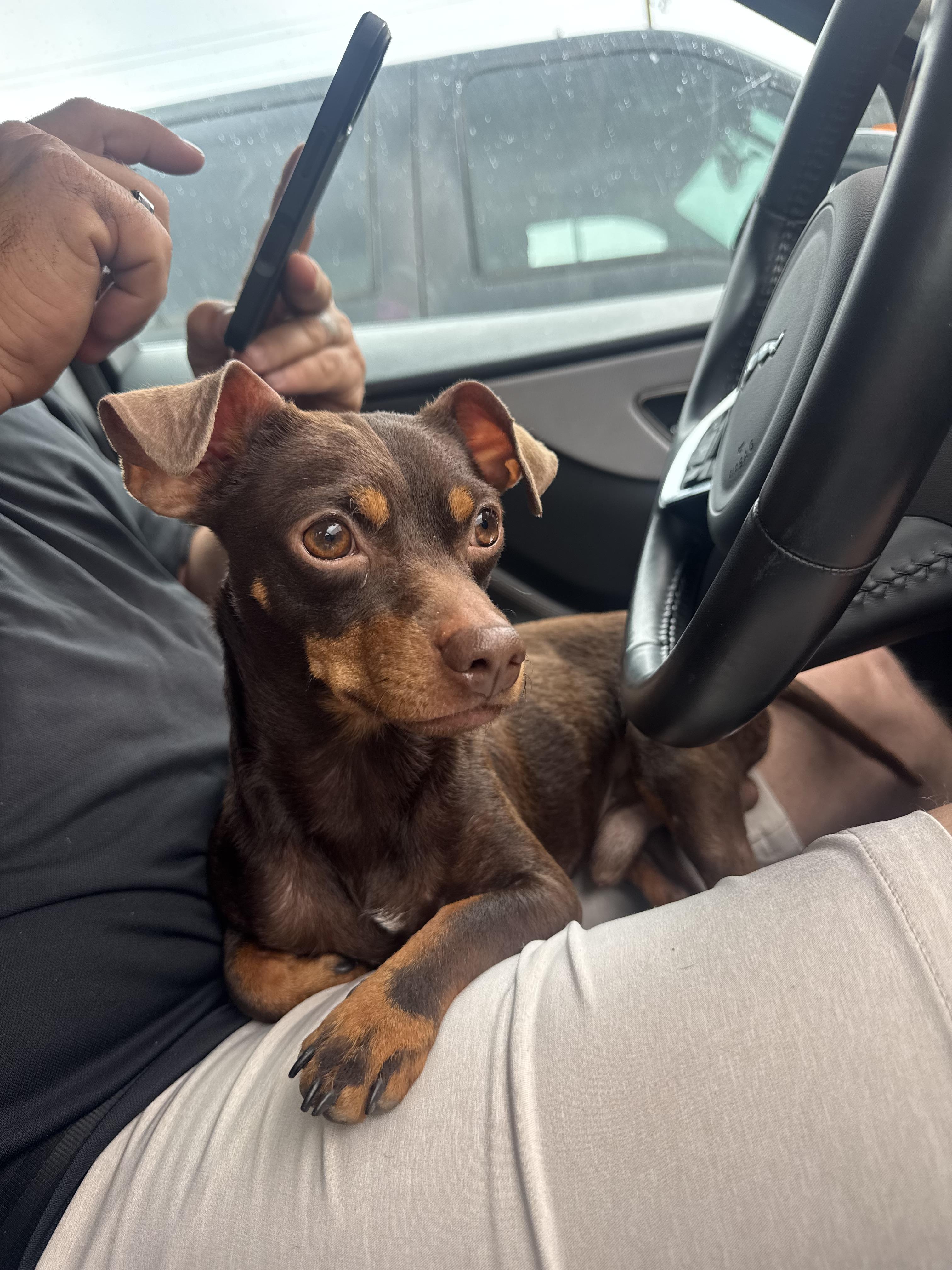 Enlarge Gunner, an adopted Chiweenie in Garland, TX image 2/5