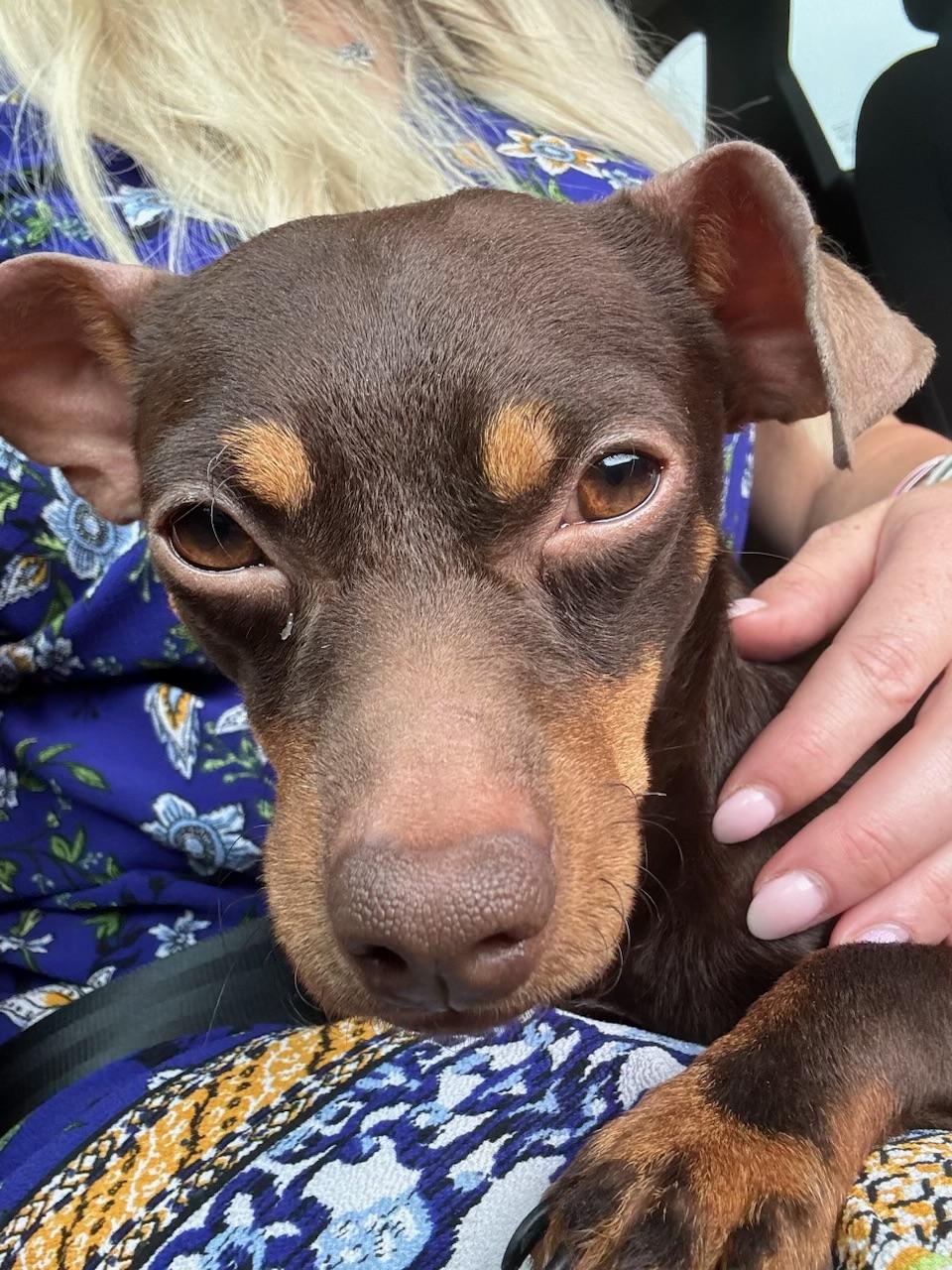 Enlarge Gunner, an adopted Chiweenie in Garland, TX image 1/5