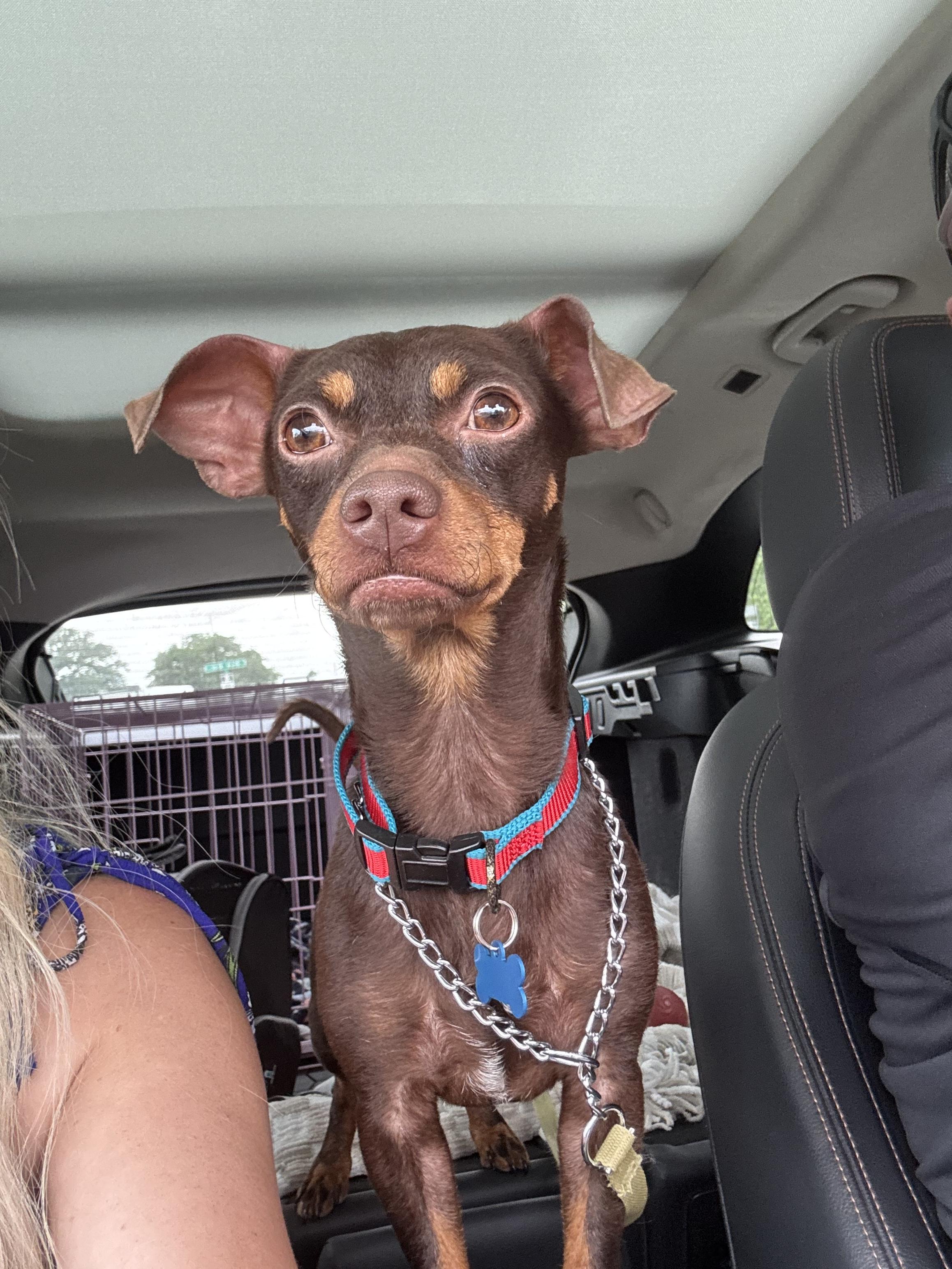 Enlarge Gunner, an adopted Chiweenie in Garland, TX image 5/5