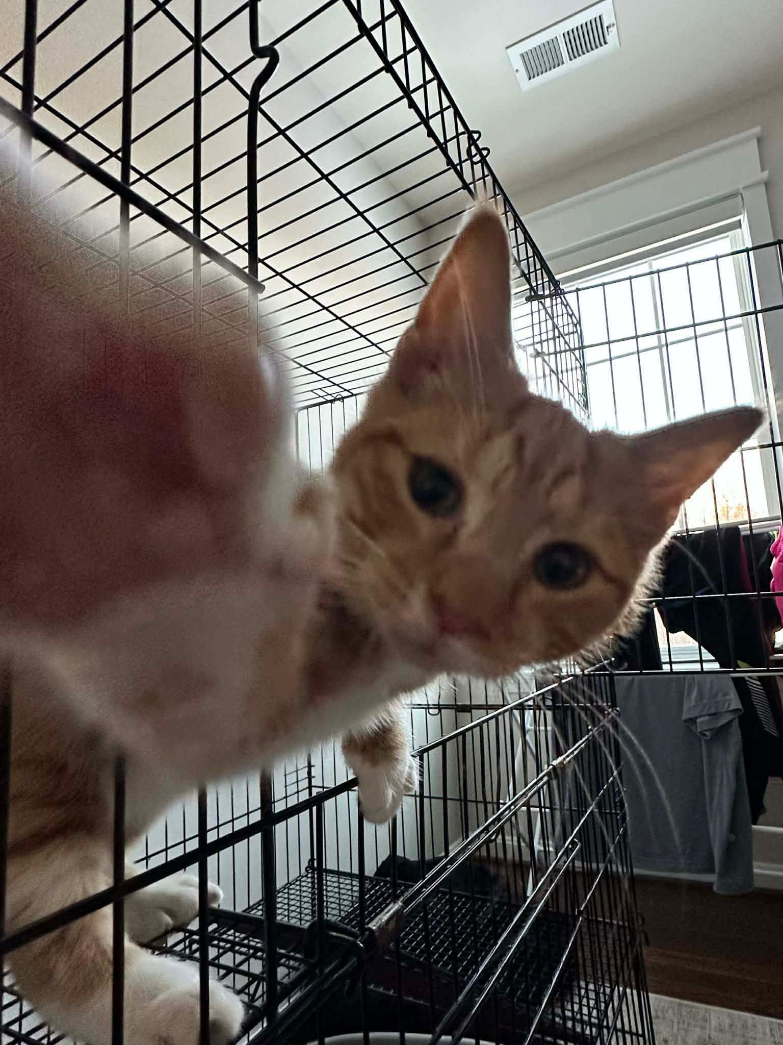 Enlarge Copper, an adopted Domestic Short Hair in Chesapeake Beach, MD image 1/1