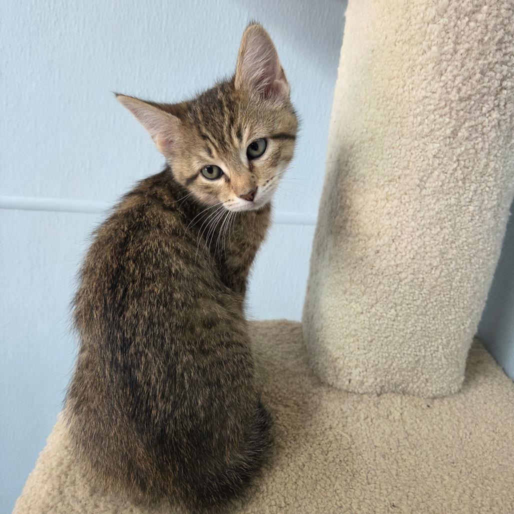 Enlarge Bal-Akay, a Adoptable Domestic Short Hair in Pontiac, IL image 1/4