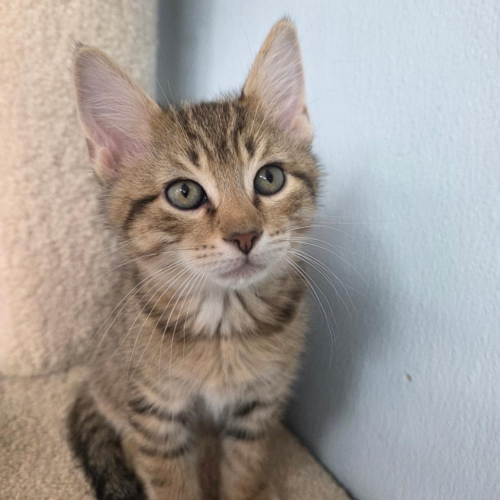 Enlarge Bal-Akay, a Adoptable Domestic Short Hair in Pontiac, IL image 2/4