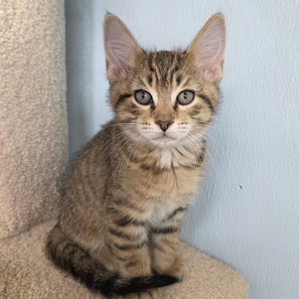 Enlarge Bal-Akay, a Adoptable Domestic Short Hair in Pontiac, IL image 3/4
