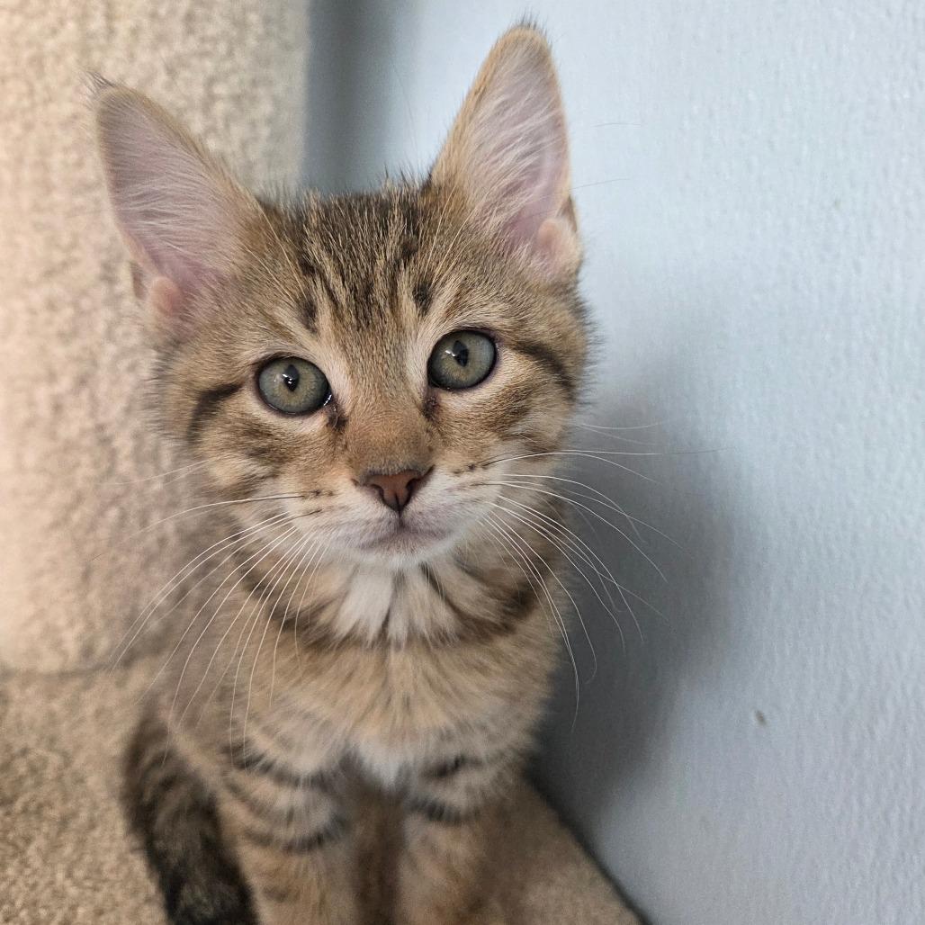 Enlarge Bal-Akay, a Adoptable Domestic Short Hair in Pontiac, IL image 4/4