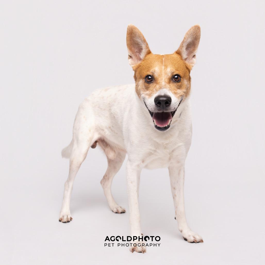 Bandit, Adoptable, Adult Male Border Collie & Mixed Breed.
