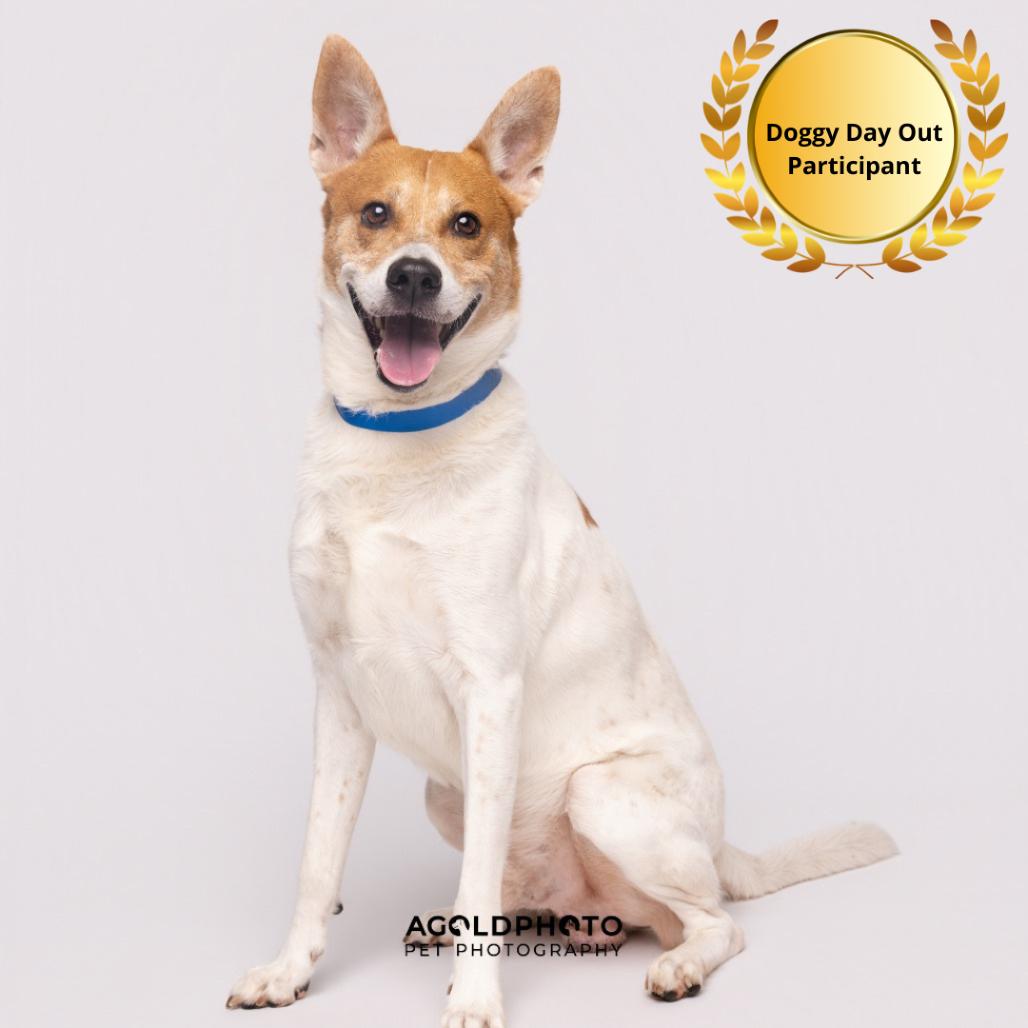 Enlarge Bandit, a Adoptable mixed breed in Tampa, FL image 2/5