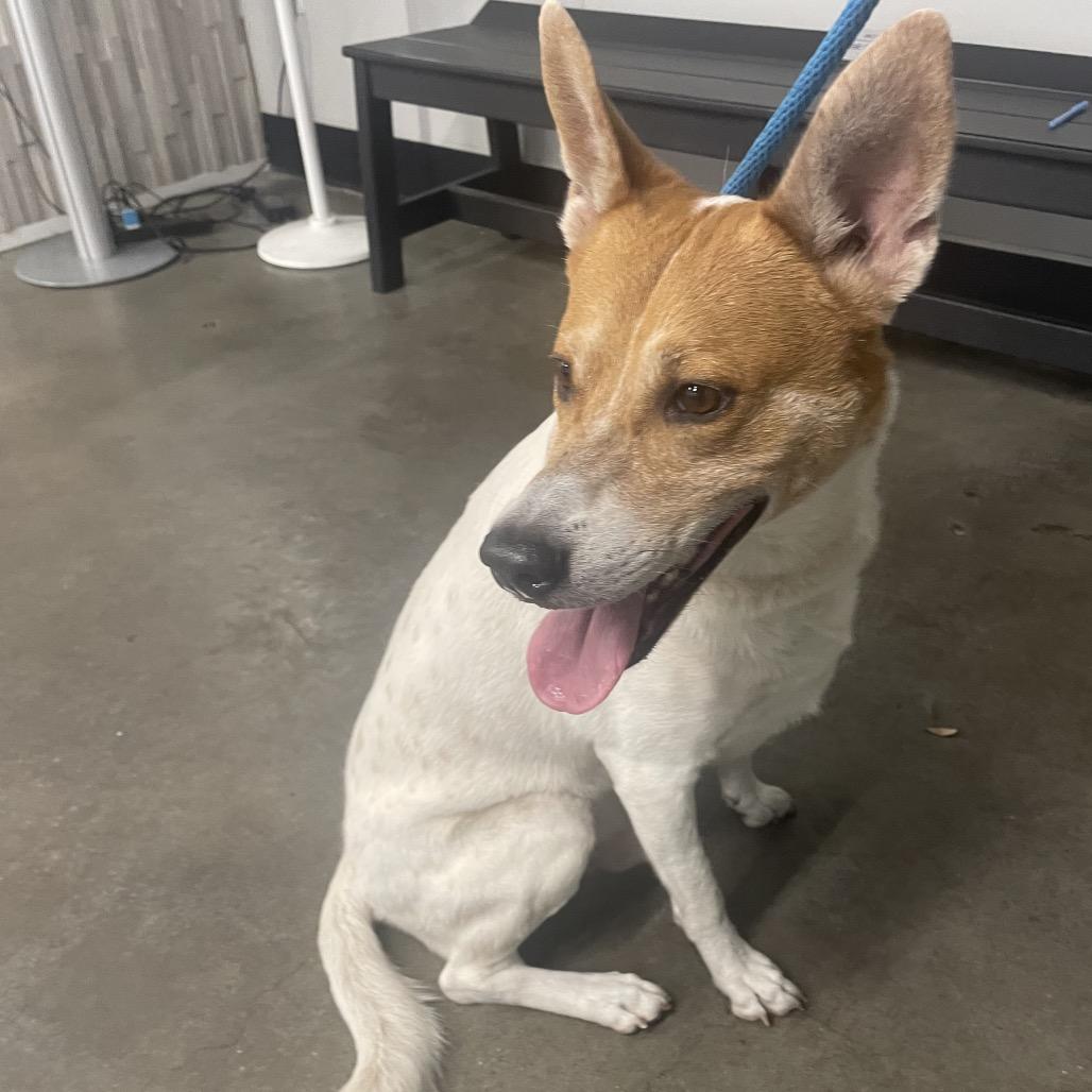 Enlarge Bandit, a Adoptable mixed breed in Tampa, FL image 3/5