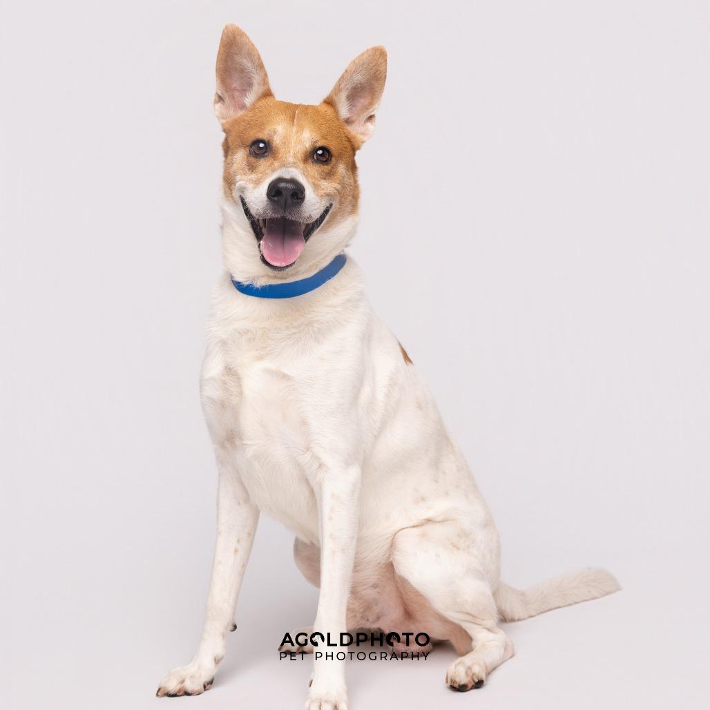 Enlarge Bandit, a Adoptable mixed breed in Tampa, FL image 4/5