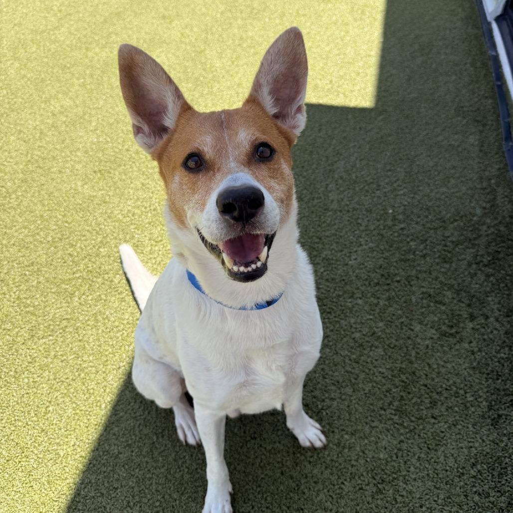 Enlarge Bandit, a Adoptable mixed breed in Tampa, FL image 5/5