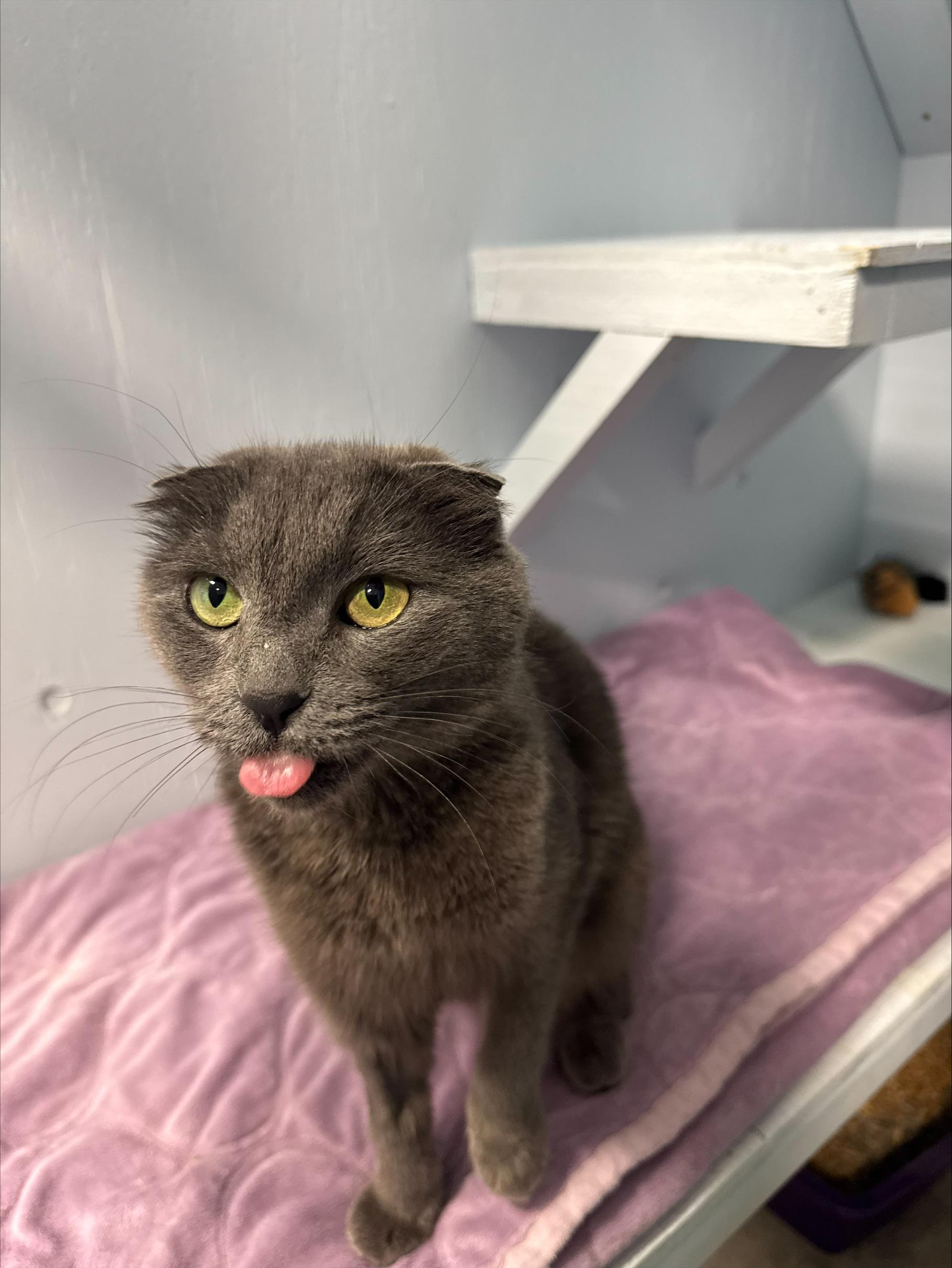 Enlarge Clementine, an adopted Scottish Fold in Mission, BC image 4/4