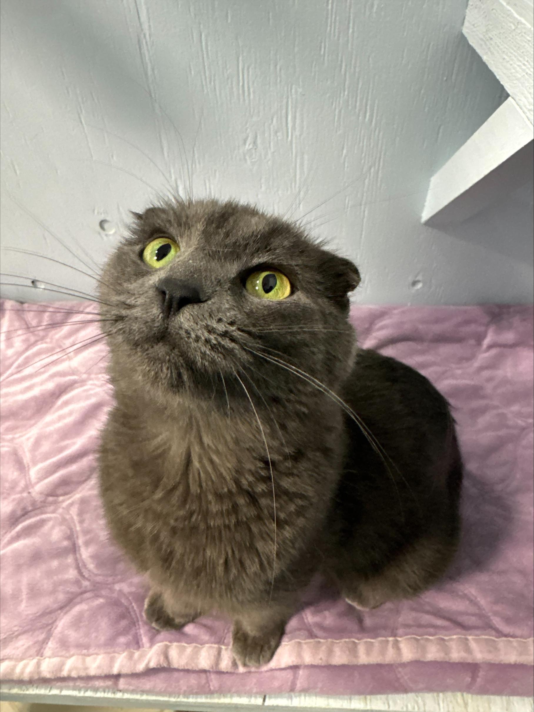 Enlarge Clementine, an adopted Scottish Fold in Mission, BC image 3/4