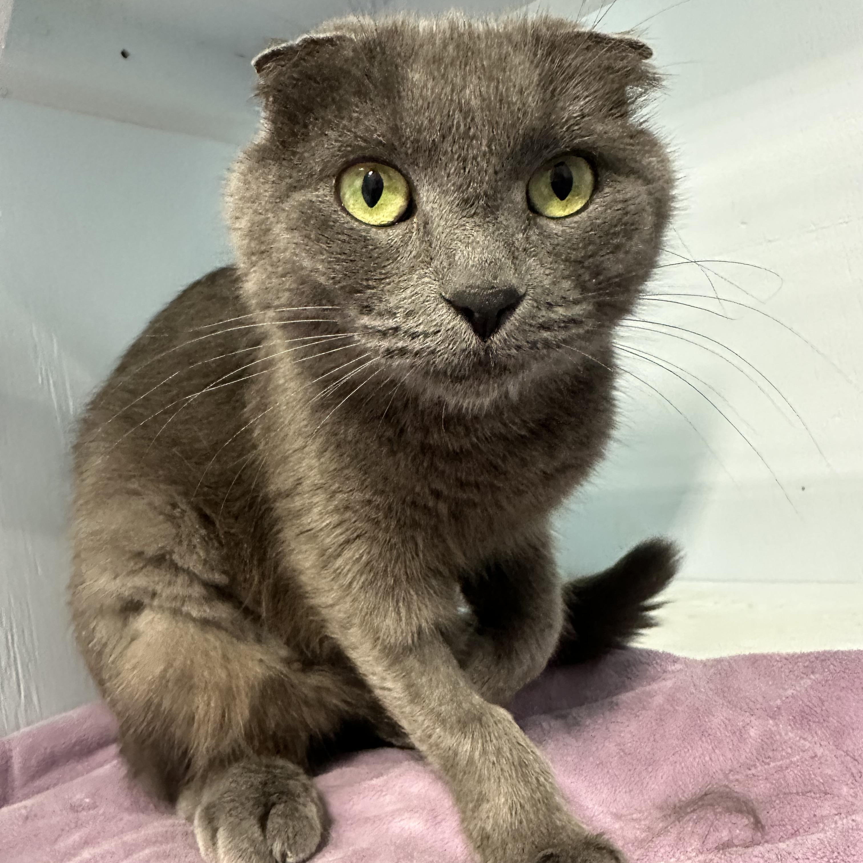 Clementine, adopted, Young Female Scottish Fold.