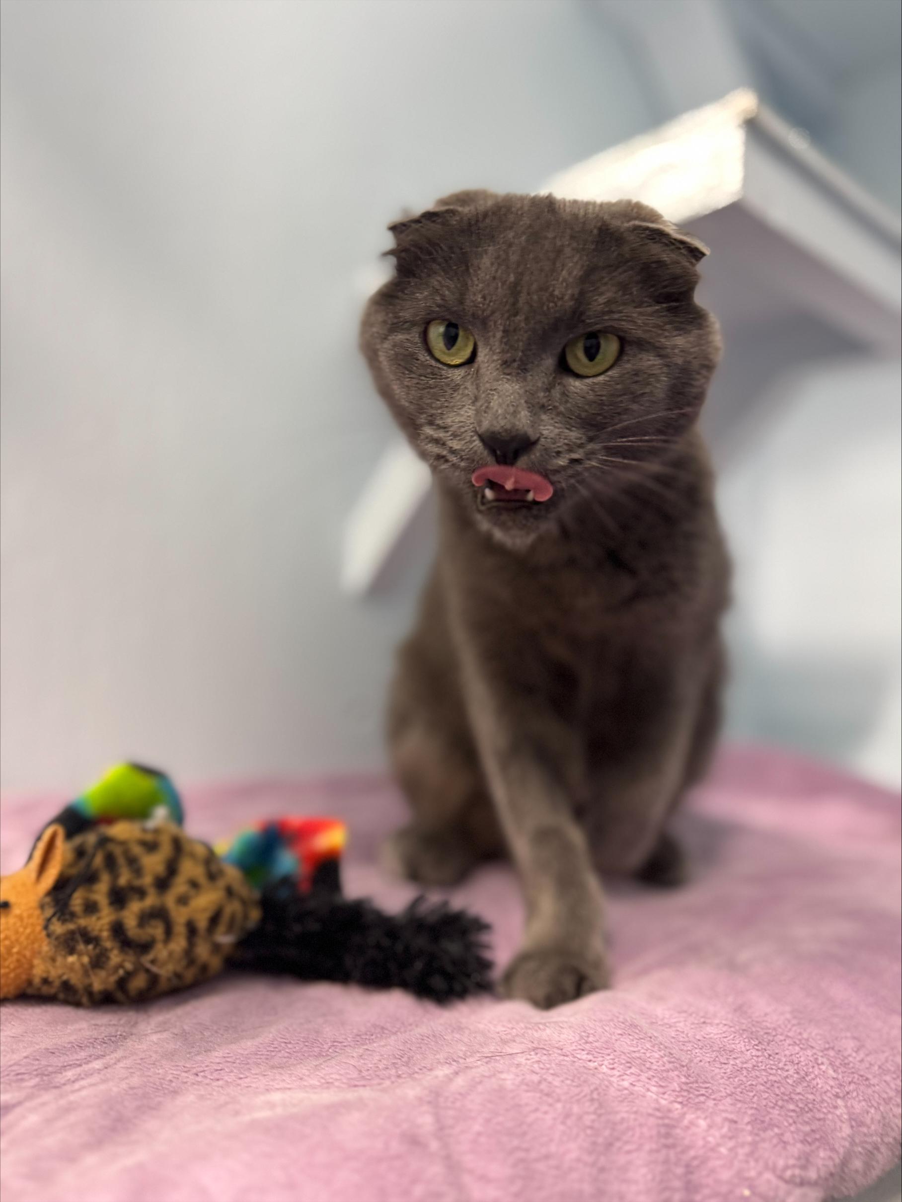 Enlarge Clementine, an adopted Scottish Fold in Mission, BC image 2/4