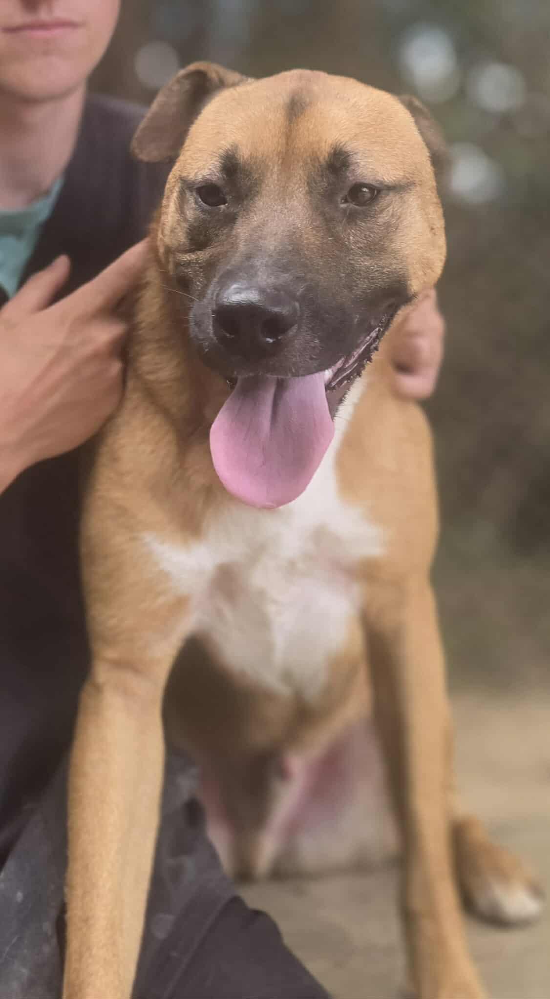 Enlarge Grizzly, a Adoptable mixed breed in Orangeburg, SC image 1/3