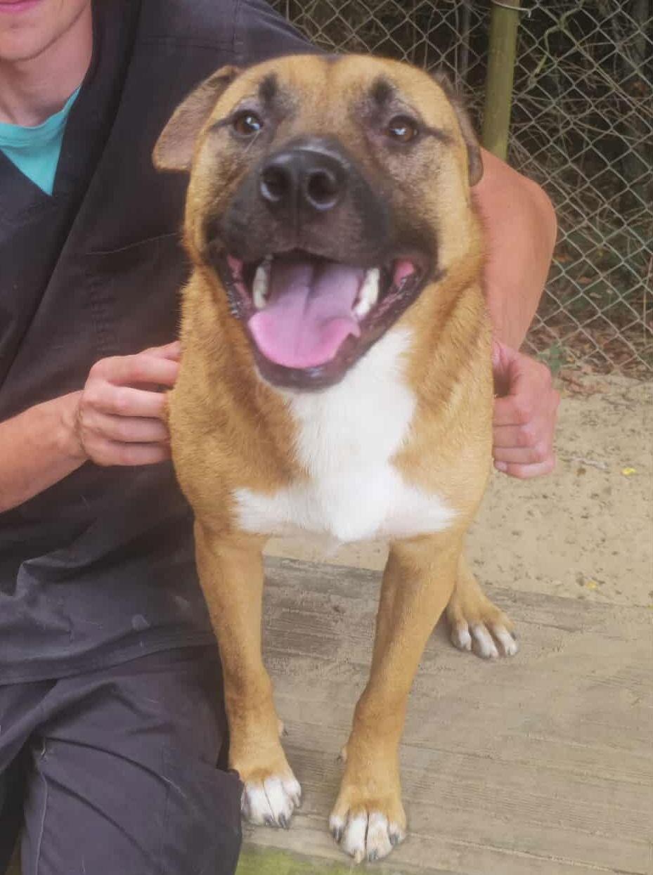 Enlarge Grizzly, a Adoptable mixed breed in Orangeburg, SC image 3/3