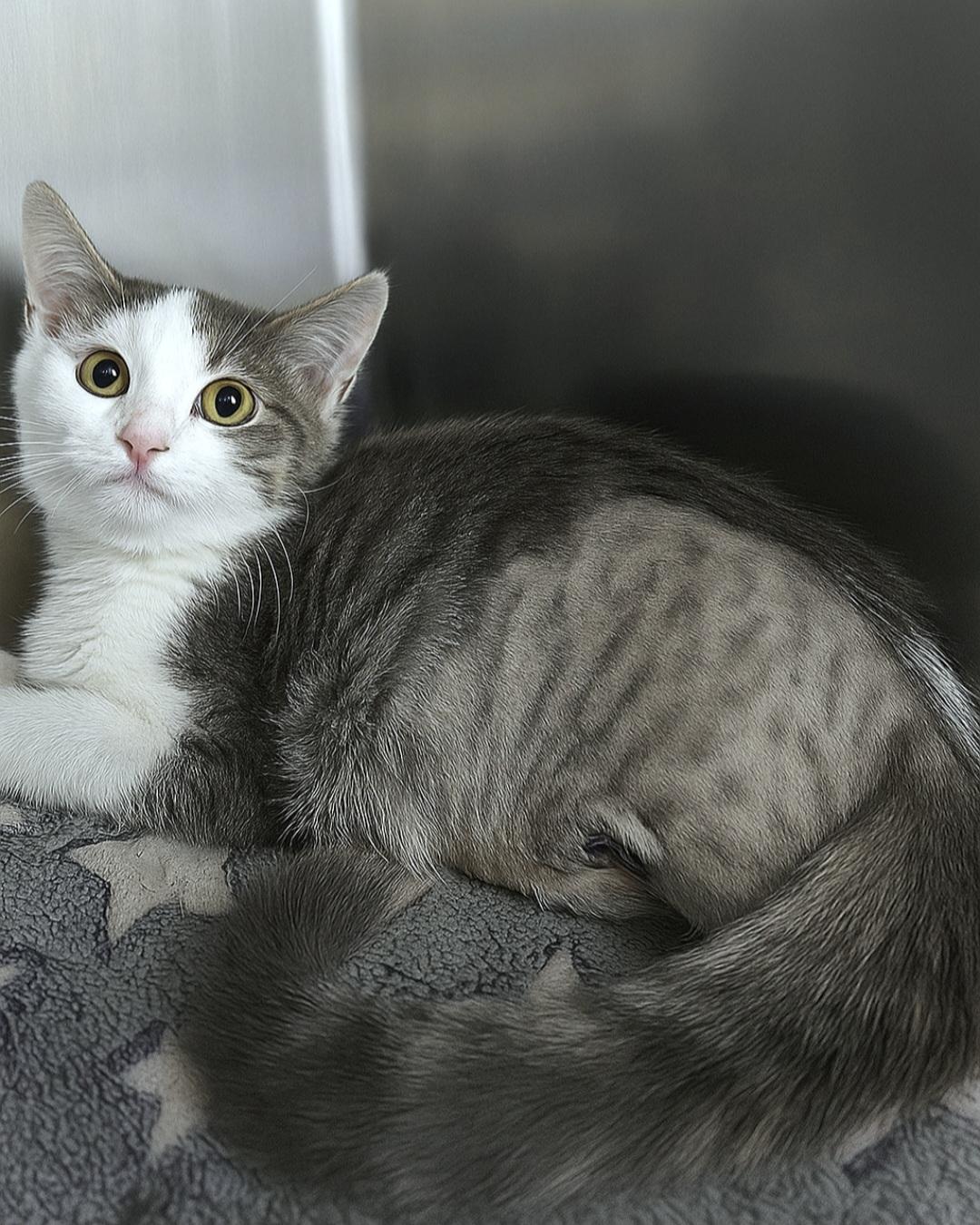 Layhe (Tripod), a Adoptable Domestic Short Hair in Quincy, OH image 2/2