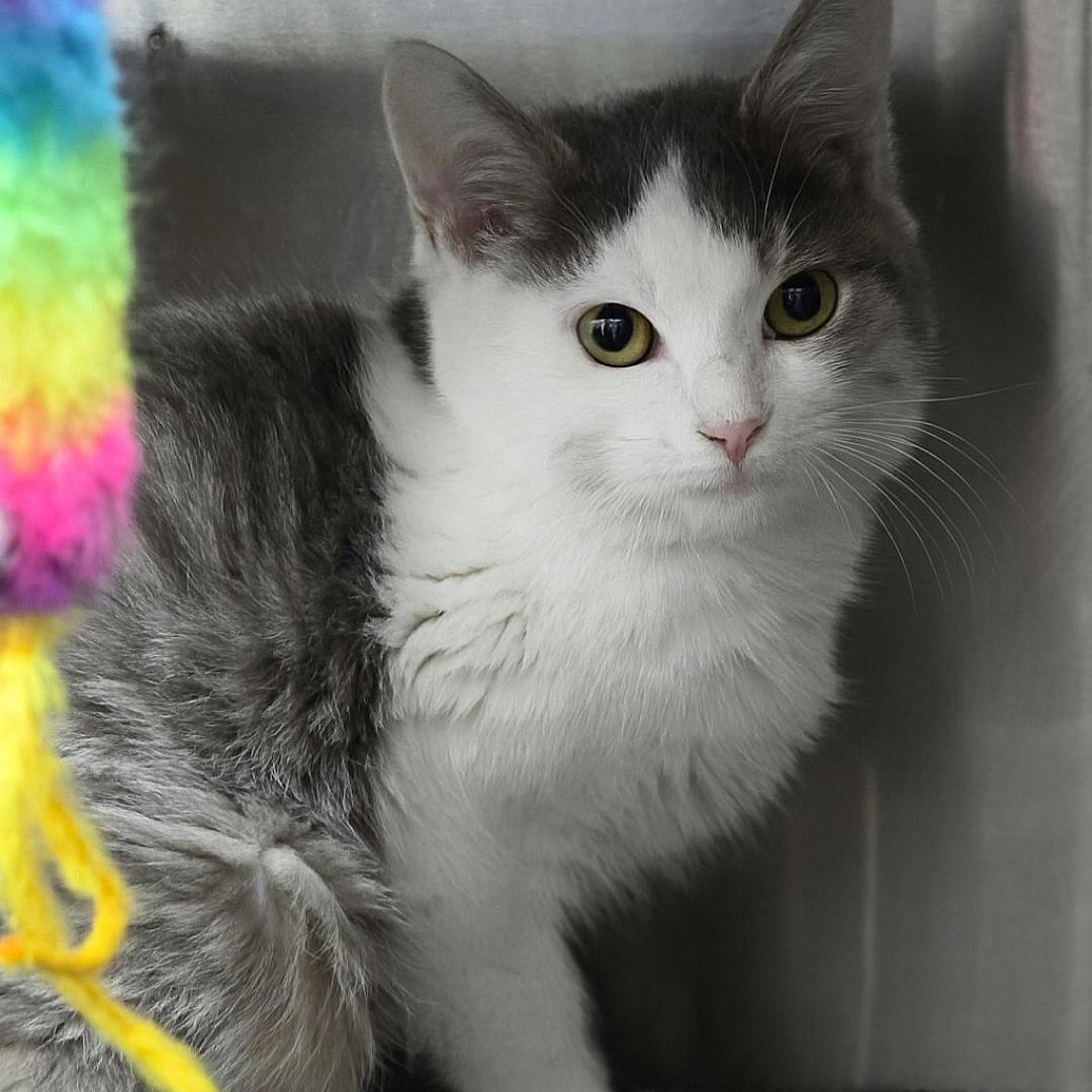 Layhe (Tripod), Adoptable, Young Male Domestic Short Hair.