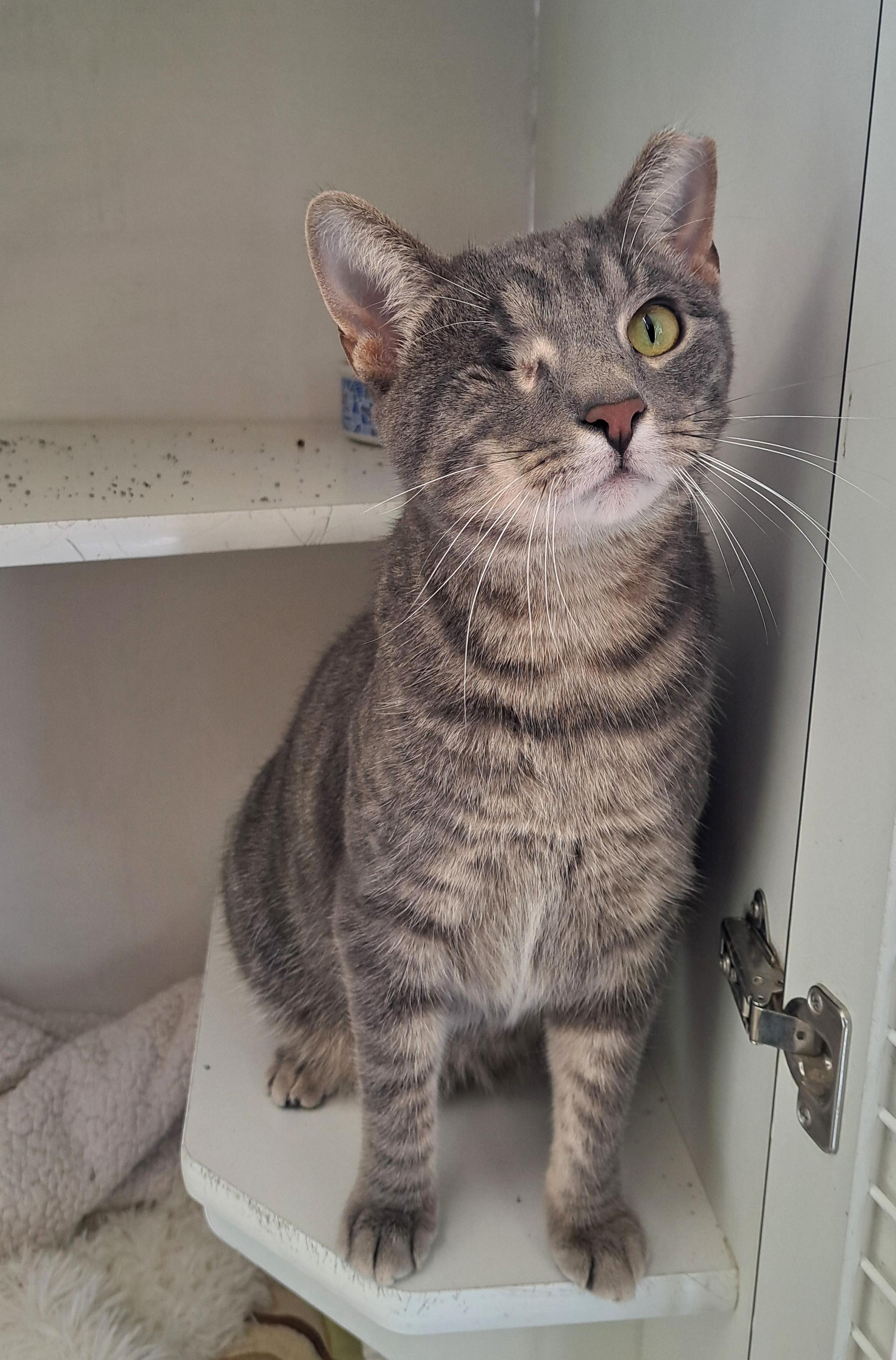 Enlarge Max, a ADOPTABLE Tabby in New Albany, OH image 3/6