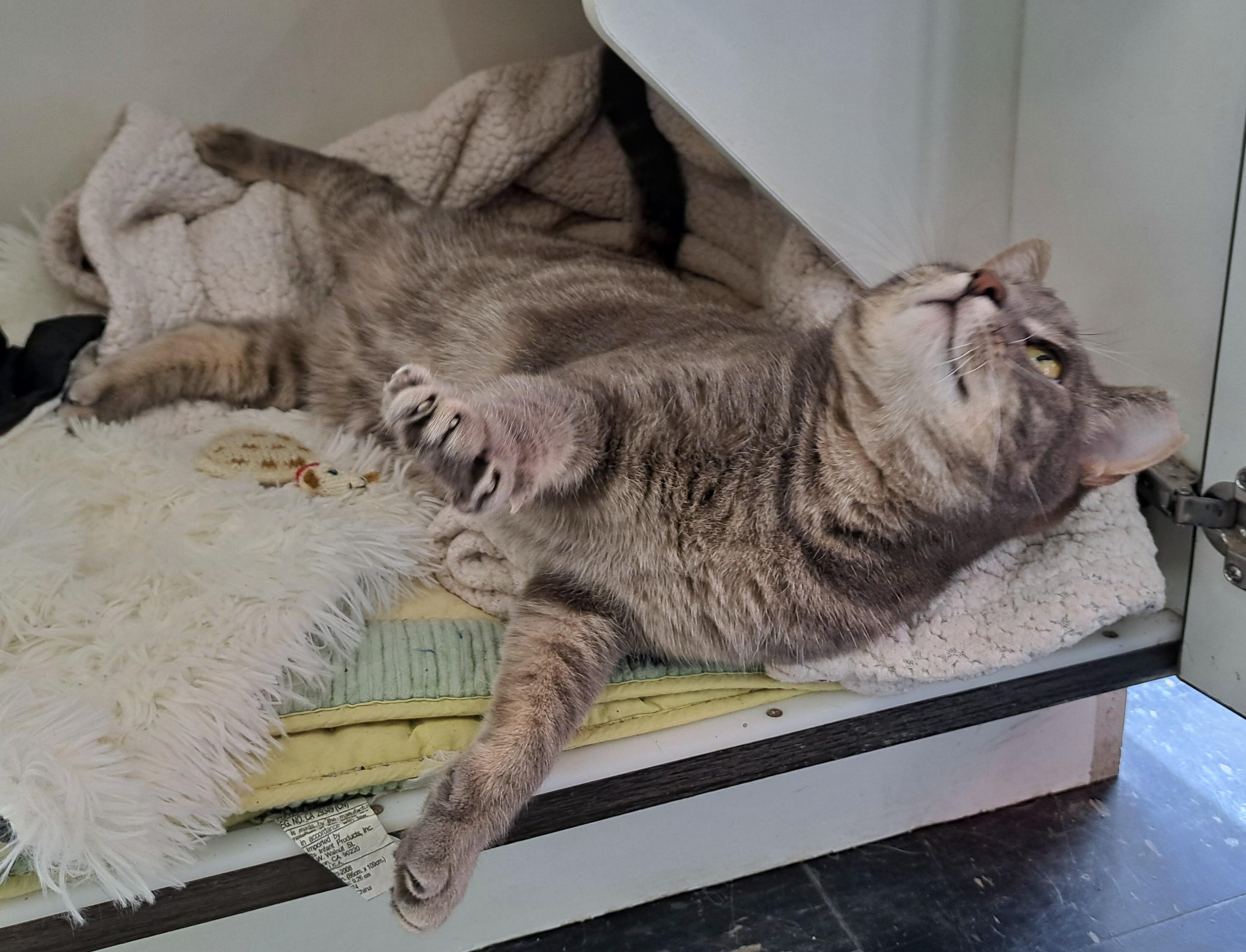 Enlarge Max, a ADOPTABLE Tabby in New Albany, OH image 4/6