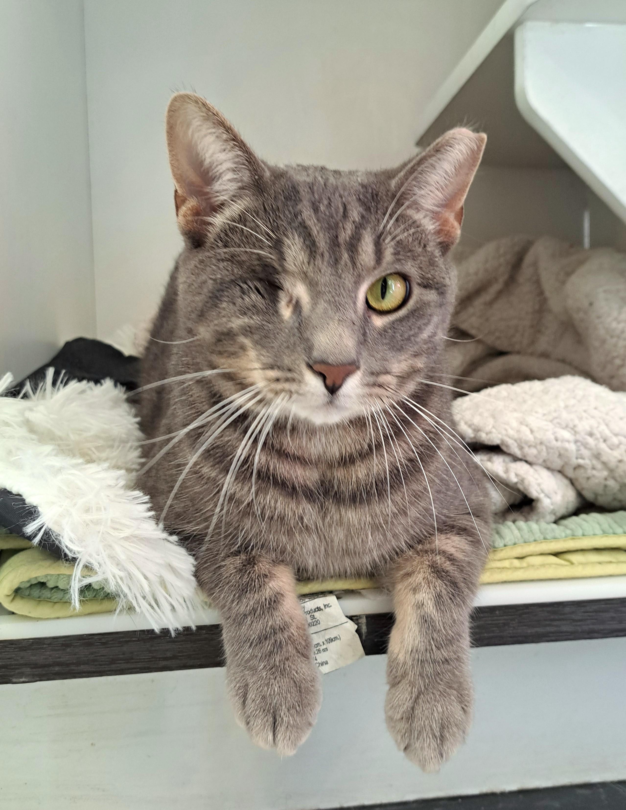 Max, ADOPTABLE, Young Male Tabby.