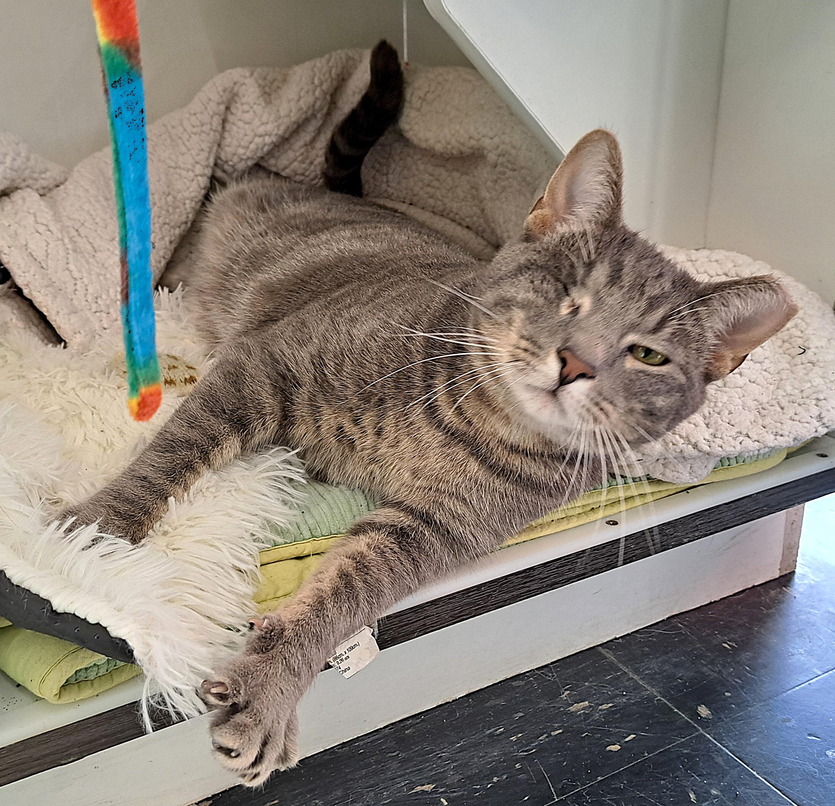 Enlarge Max, a ADOPTABLE Tabby in New Albany, OH image 2/6