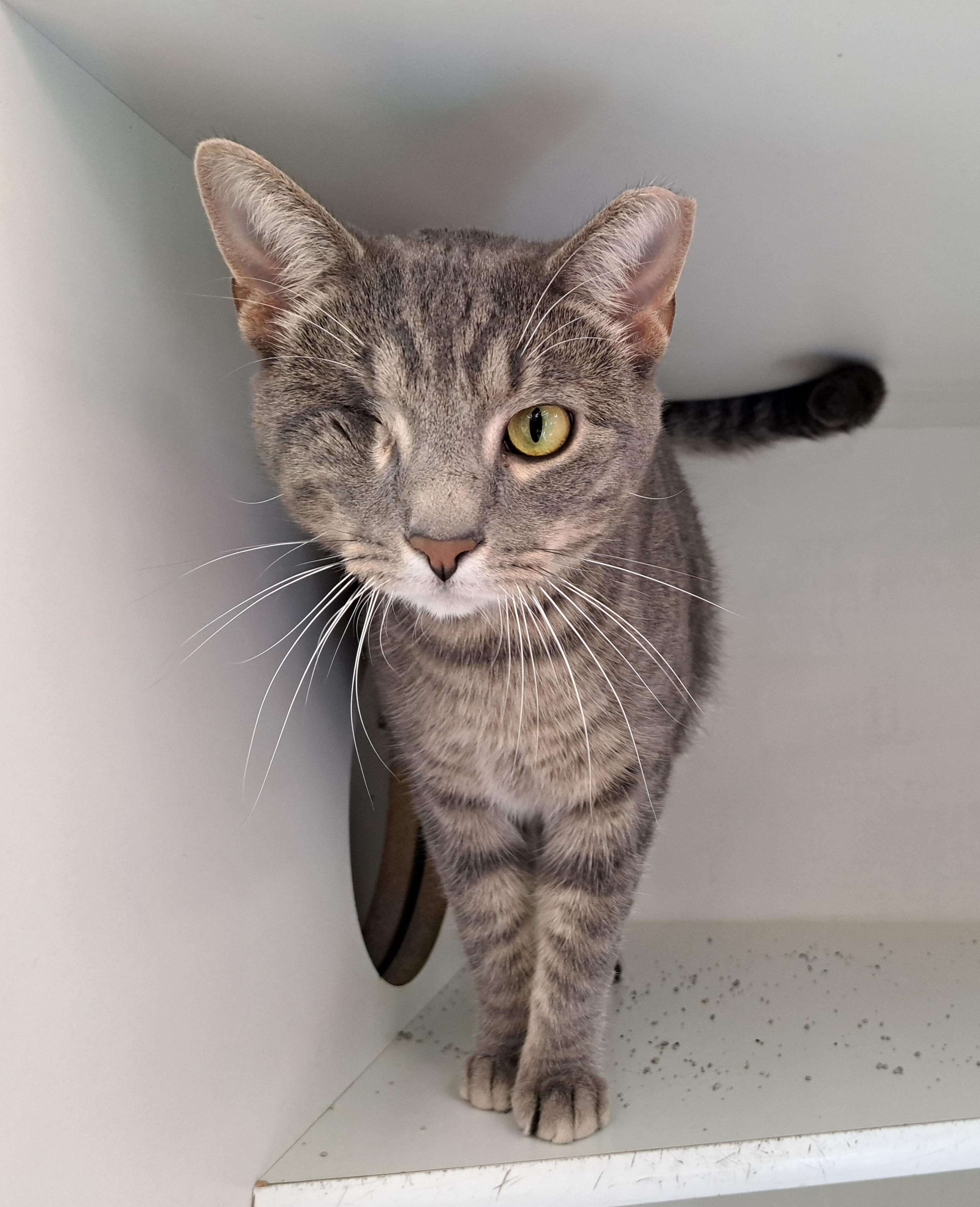 Enlarge Max, a ADOPTABLE Tabby in New Albany, OH image 5/6