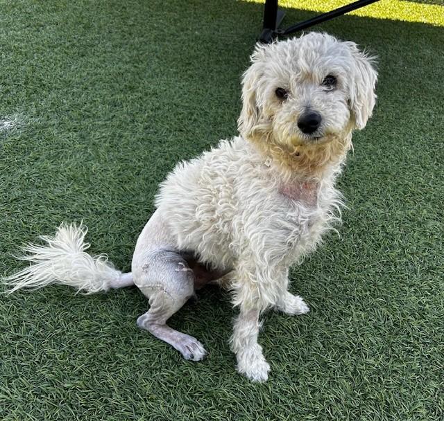 A5767658, Adoptable, Young Male Poodle.
