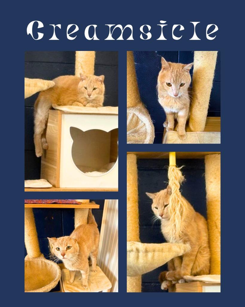 CREAMSICLE, Adoptable, Young Male Domestic Short Hair.