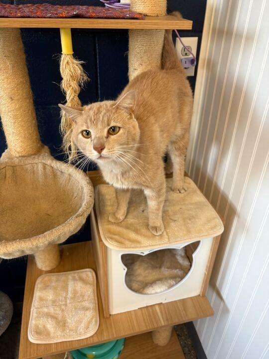 Enlarge CREAMSICLE, a Adoptable mixed breed in Athens, AL image 3/6