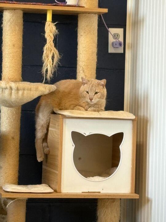 Enlarge CREAMSICLE, a Adoptable mixed breed in Athens, AL image 4/6
