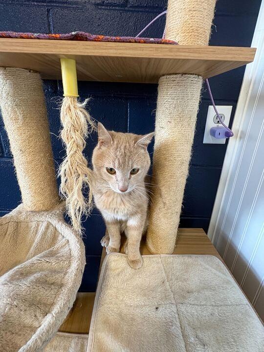 Enlarge CREAMSICLE, a Adoptable mixed breed in Athens, AL image 5/6