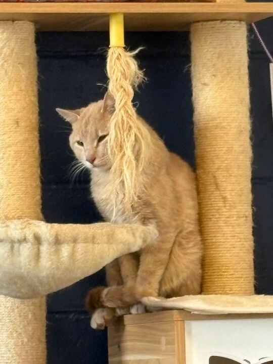 Enlarge CREAMSICLE, a Adoptable mixed breed in Athens, AL image 6/6