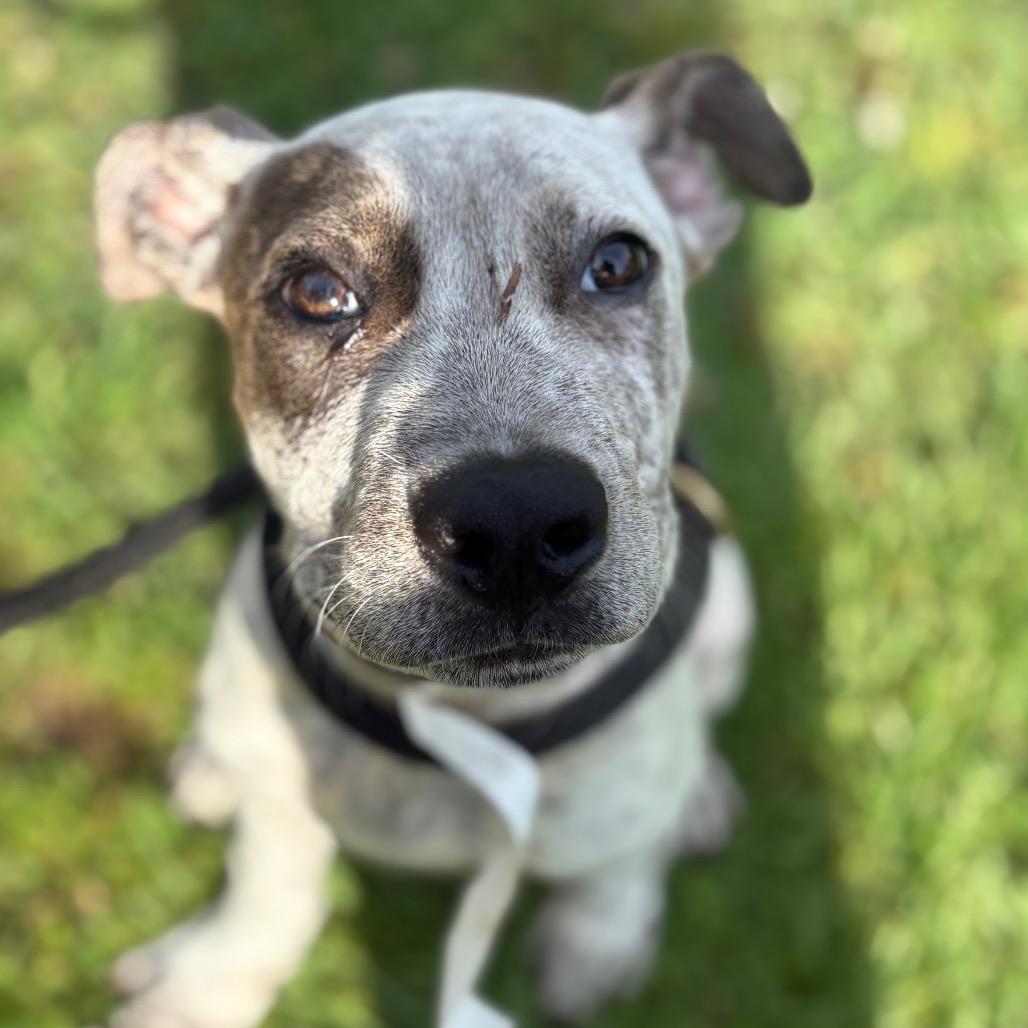 Benito, Adoptable, Puppy Male Hound.