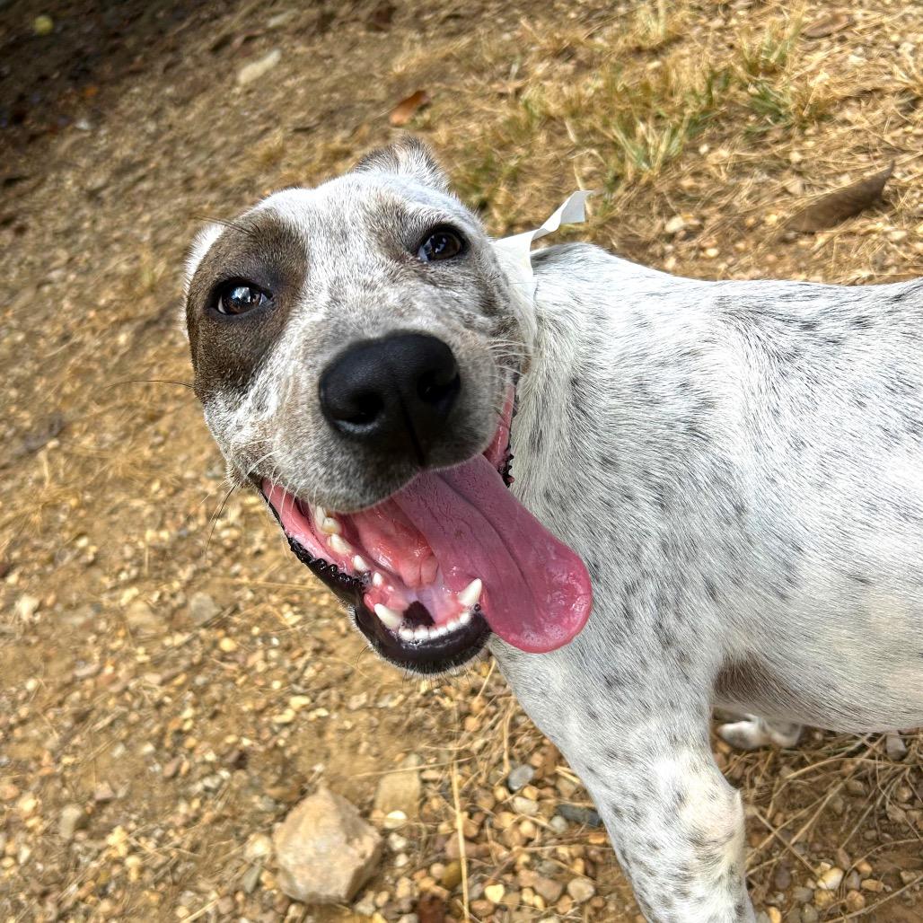 Benito, a Adoptable Hound in Birmingham, AL image 3/4