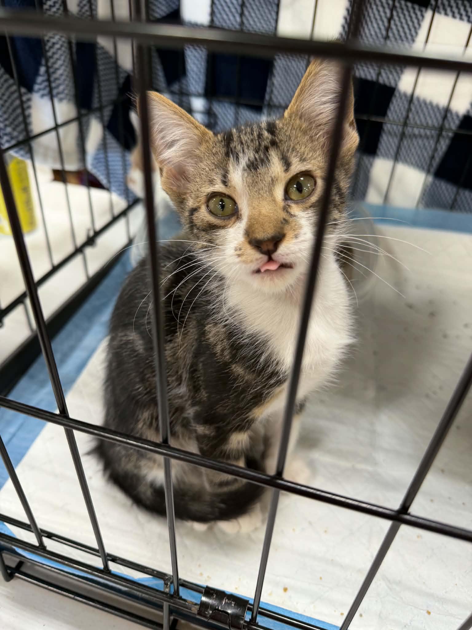 Enlarge Chip, a ADOPTABLE Domestic Short Hair in Cedar Rapids, IA image 2/2