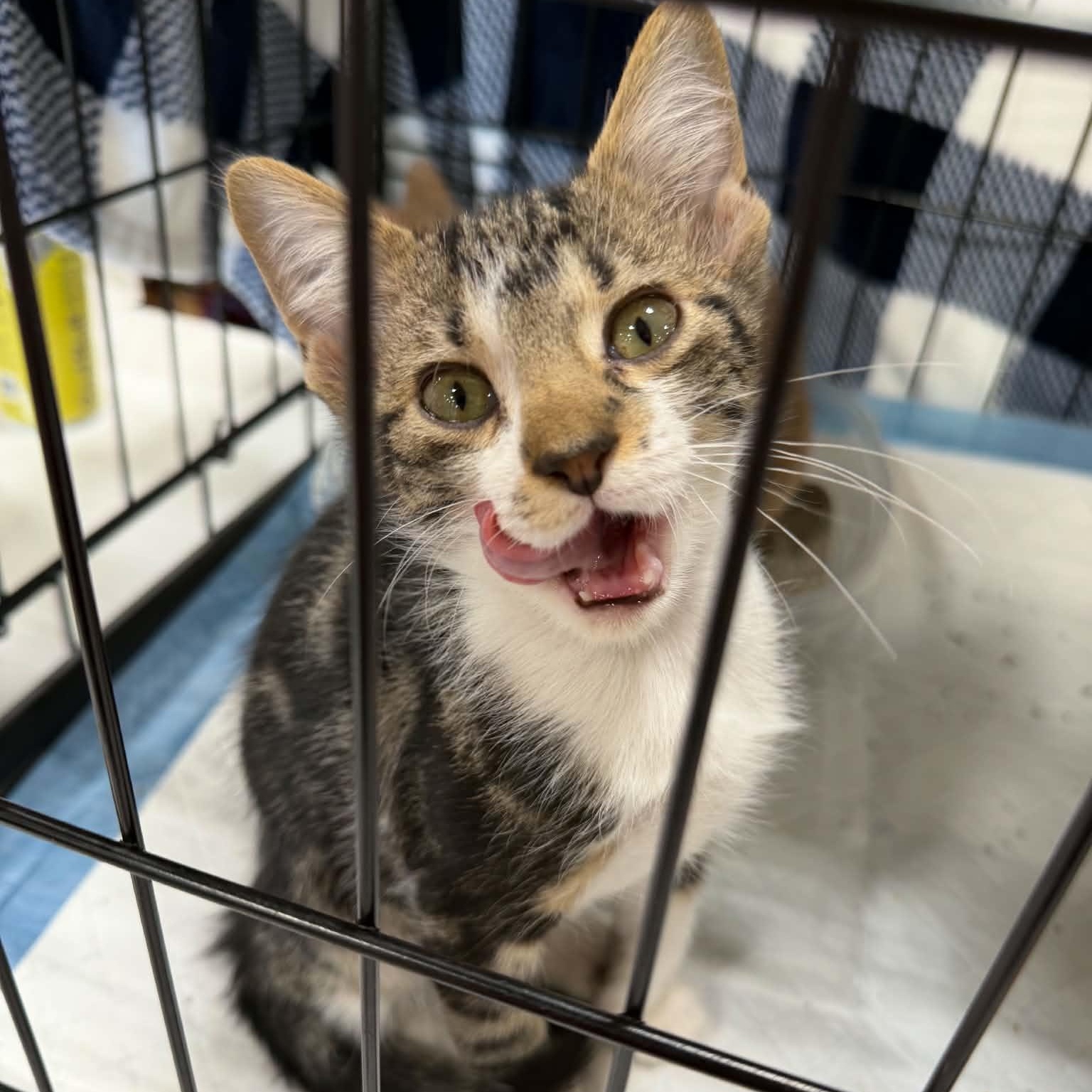 Chip, ADOPTABLE, Kitten Male Domestic Short Hair.