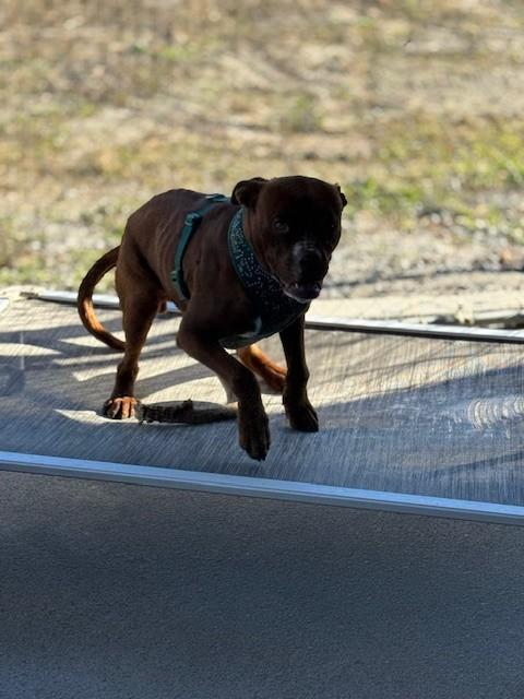 Cupid, ADOPTABLE, Adult Male Boxer.