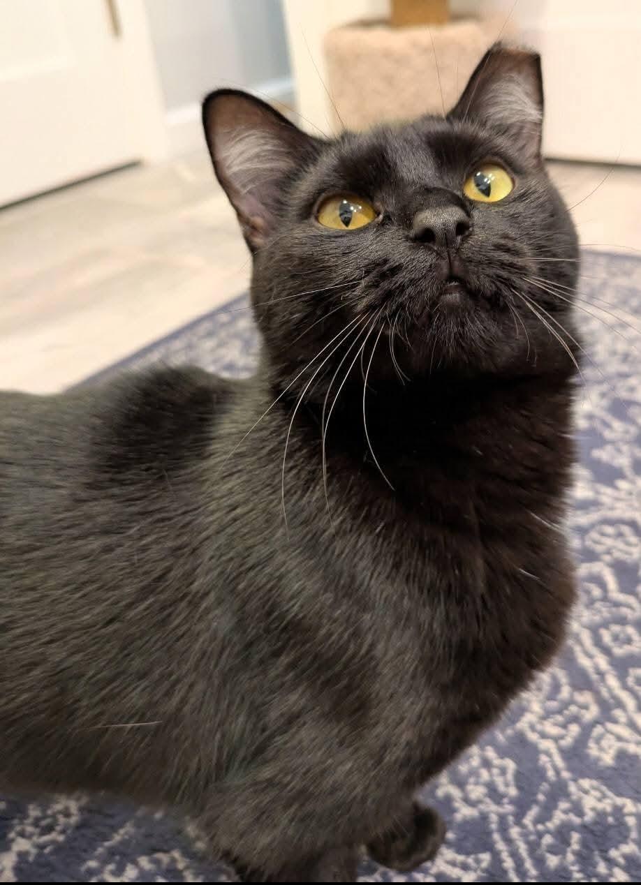 Enlarge Nova, a Adoptable Domestic Short Hair in Carnegie, PA image 4/5