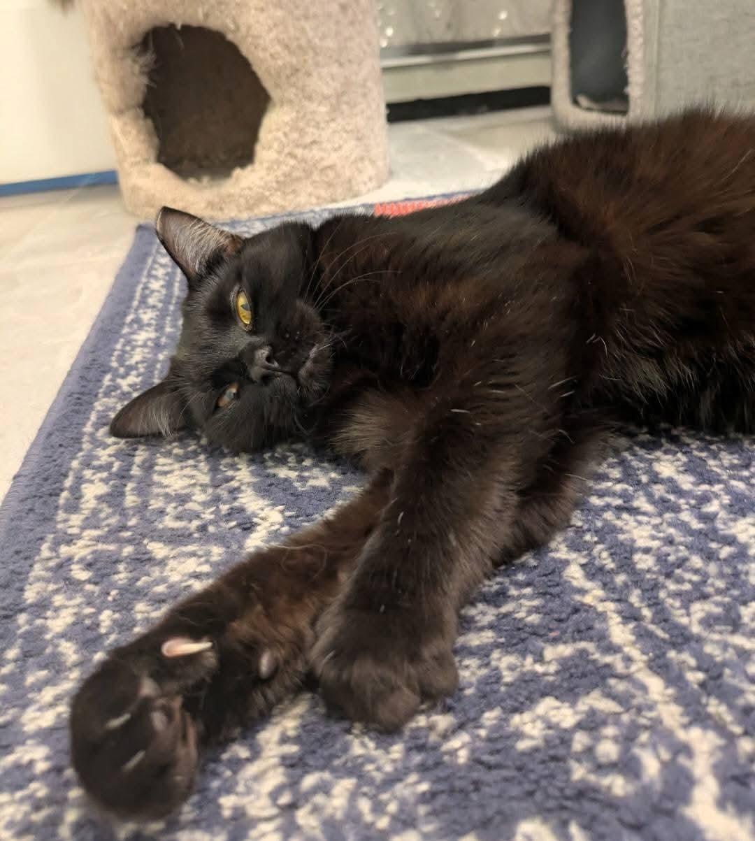 Enlarge Nova, a Adoptable Domestic Short Hair in Carnegie, PA image 3/5