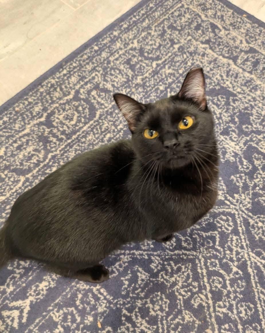 Enlarge Nova, a Adoptable Domestic Short Hair in Carnegie, PA image 1/5