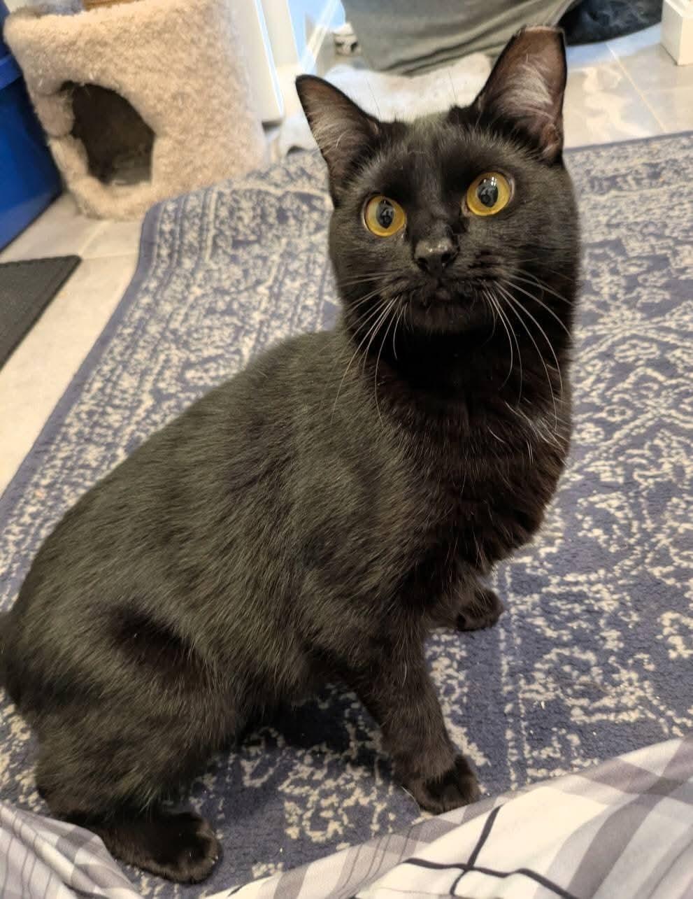 Enlarge Nova, a Adoptable Domestic Short Hair in Carnegie, PA image 5/5