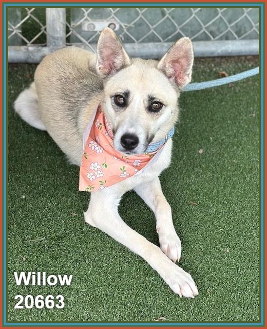 Enlarge WILLOW, a ADOPTABLE mixed breed in Marietta, GA image 3/4