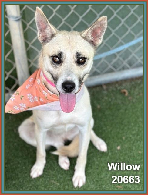 Enlarge WILLOW, a ADOPTABLE mixed breed in Marietta, GA image 2/4