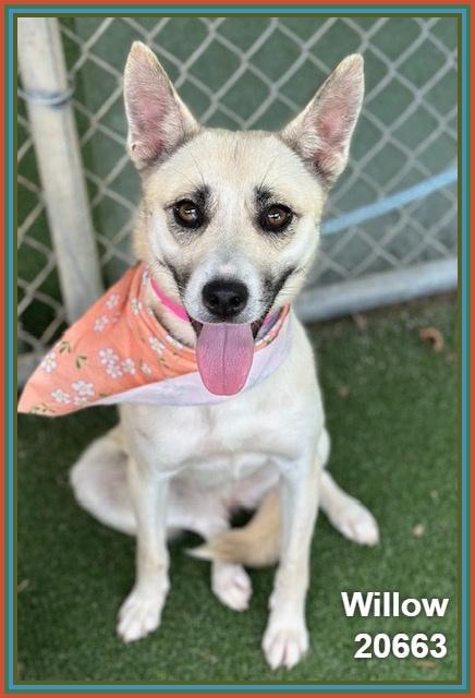 WILLOW, ADOPTABLE, Young Female Siberian Husky & Shepherd.