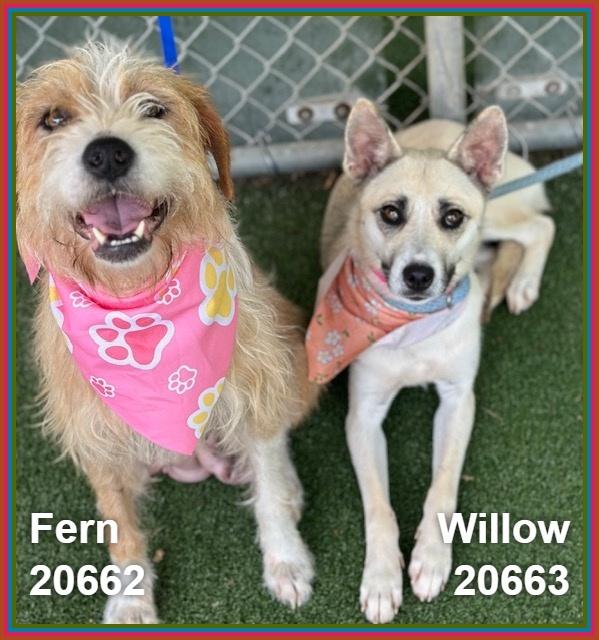 Enlarge WILLOW, a ADOPTABLE mixed breed in Marietta, GA image 4/4